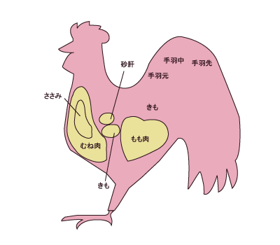 鶏肉の部位って知ってる?